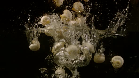 Mushrooms falling and floating in water, Ultra Slow Motion alt