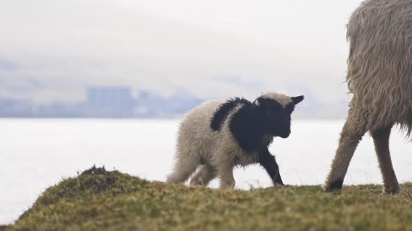 Lamb Walking Along With Sheep