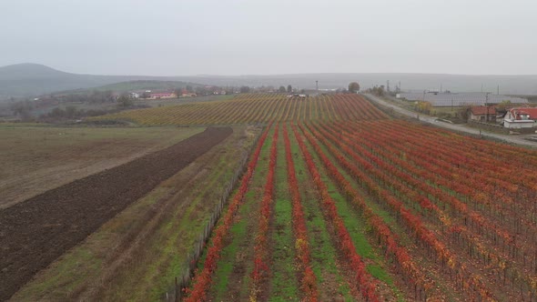 Aerial View On Vineyards In The Fall 5