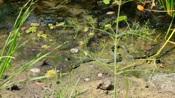 Snake Crawls Along the River Bank Through Swamp Thickets and Algae Closeup