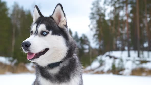 Portrait of Laika Husky on the background of the forest.