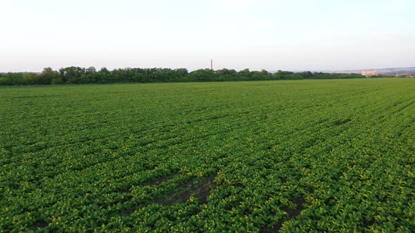 Young Sugar Beet Field Grows Near Sugar Factory