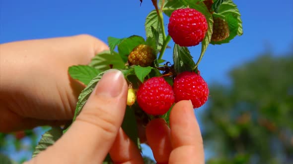 Hand Picks Ripe Juicy Red Raspberries One By One