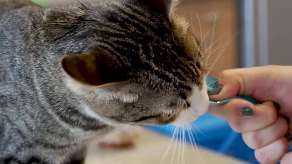 Cat Enjoy Licking Cat Treat From The Sachet