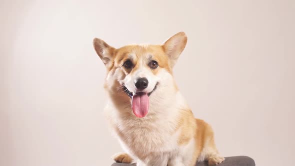 Funny Welsh Corgi Dog Isolated on White Background