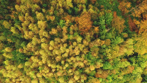 Top Down Aerial Sun Mountain Forest