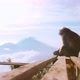Wild Monkey Sitting on Wooden Bench at the Top of Mountain Batur During Beautiful Sunrise - VideoHive Item for Sale