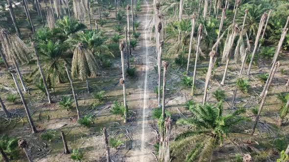 Dead bare oil palm tree. 