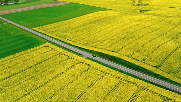 Road between yellow and green rape fields, aerial view