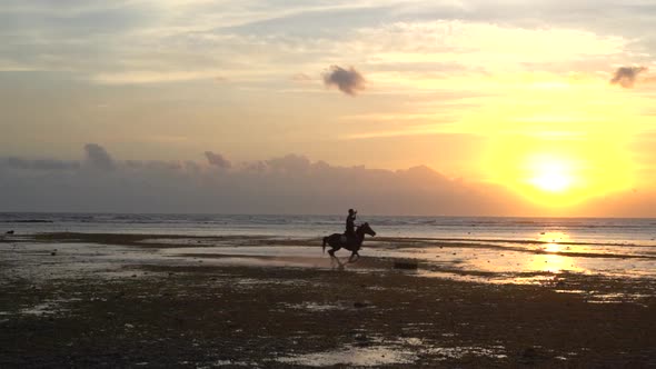 Silhouette of Rider on Horse at Beach in Sunset Light
