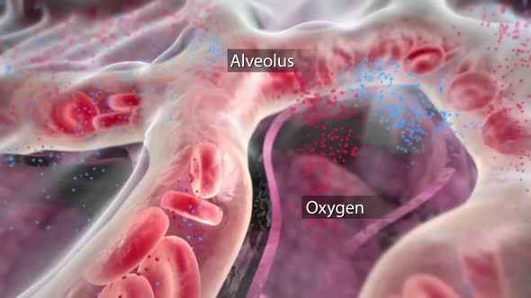 Oxygen and carbon dioxide in the blood