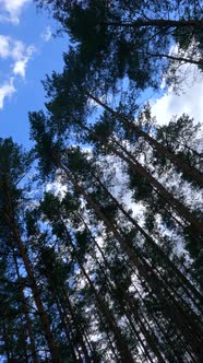 Vertical Video of a Forest with Tall Pines