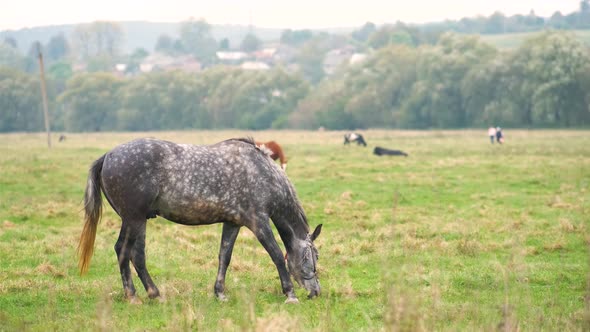 Beautiful Gray Horse Grazing in Green Grassland Summer Field