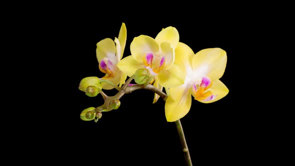 Blooming Yellow Orchid Phalaenopsis Flower