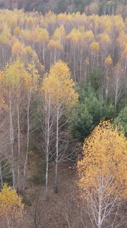 Vertical Video of a Beautiful Forest in the Afternoon Aerial View