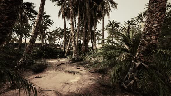 Palm Trees in the Sahara Desert