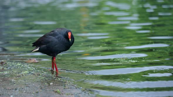 Dusky moorhen shaking off water and preening beside pond