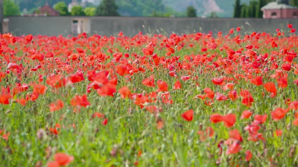 Beautiful Red Poppies on the Cultivated Field