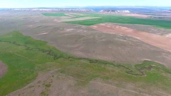 Herd of Cows Grazing on Plain Next to Flat Mesa Mountain Topography