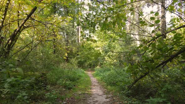 Trees in the Forest on an Autumn Day