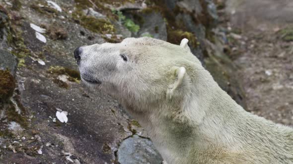 Polar bear on a rock
