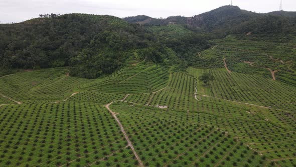 Drone shot fly over young oil palm