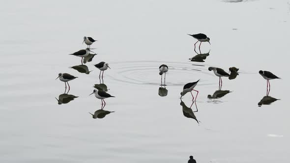 Black Winged Stilt