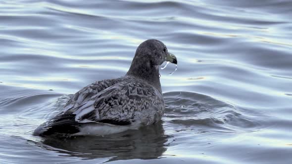 Juvenile Olrog's gull bathing in seawater, dipping and shaking its head in water