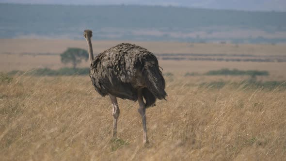 Female ostrich walking in Masai Mara