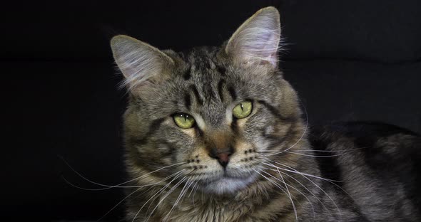 Brown Blotched Tabby Maine Coon Domestic Cat, Portrait of Male against Black Background