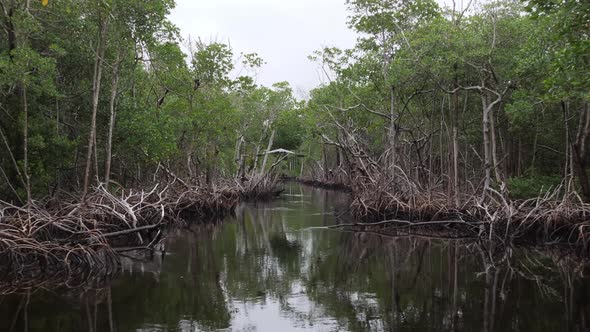 Flying a drone through largest mangrove forest in America - Everglades