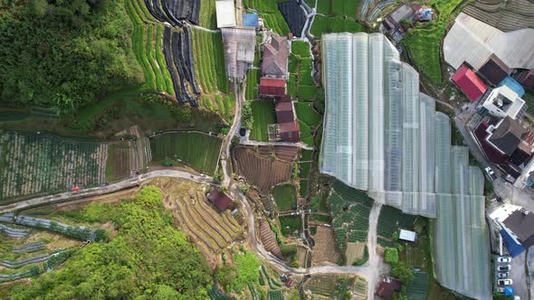 Cameron Highlands, Pahang Malaysia