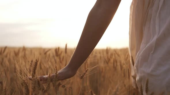 Woman in the White Dress Running Her Hand Through Some Wheat in a Field