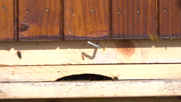 Bees flying to the hive (Apis mellifera) in slow motion 