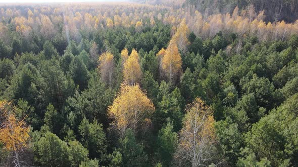 Forest with Trees in the Fall