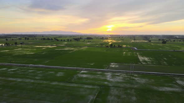 HDR aerial view green paddy field