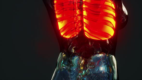 Hologram of Inflamed Lungs in the Human Body alt