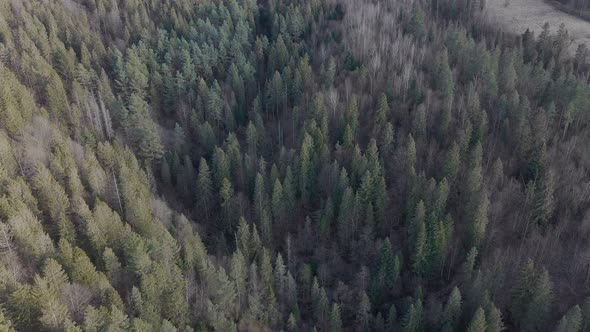 Aerial view. Forest with green coniferous trees on a cloudy spring day. Natural landscape.