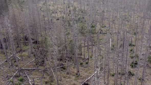 Dead and Dying Forest Caused by the Bark Beetle Aerial View