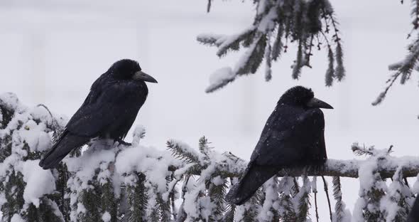 Birds Sitting On A Snowy Branch