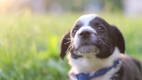 Portrait of a Little Black and White Puppy Barking Sitting in the Green Grass