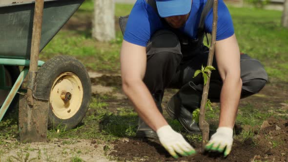 Man in Work Gloves Covers Tree Seedling with Ground Closeup