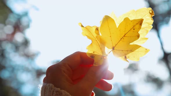 Woman holding various autumn leaves against the sun