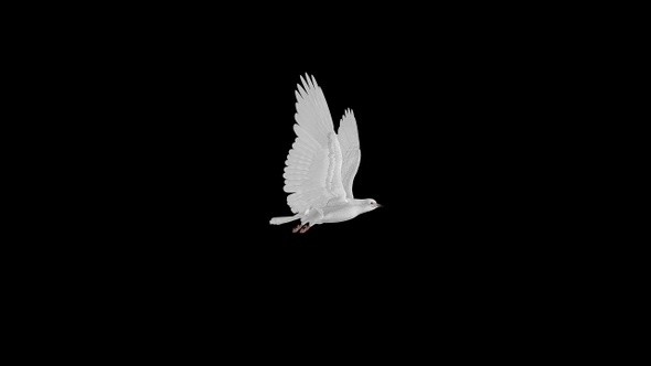 White Dove - Flying Transition - IV