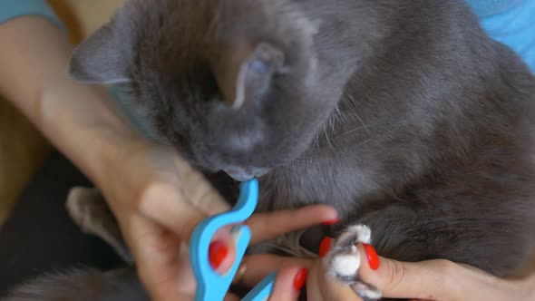 Professional Cat Grooming with Special Scissors