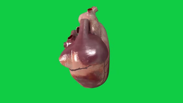 The heartbeat on green screen