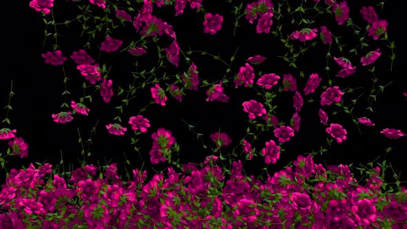 Pink Roses Overlay Transition alt