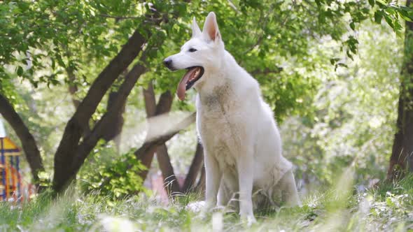 White German Shepherd Dog in the Park