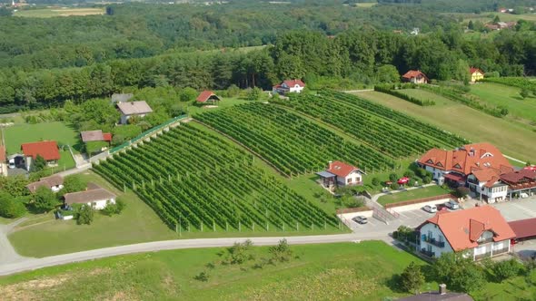 Famous vine region in Slovenia. Vine farm aerial view.