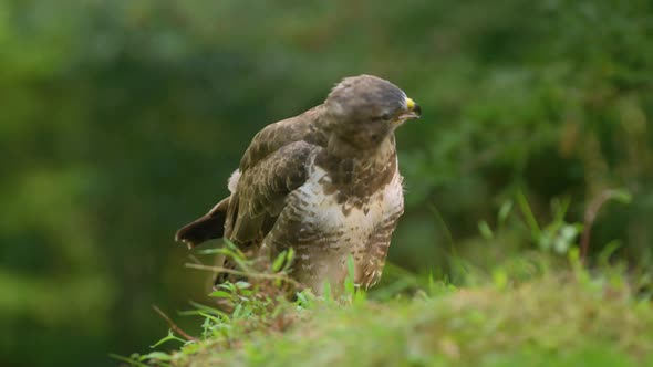 Low close up static shot of a buzzard perched on a small grassy hill shakes its head and water comes